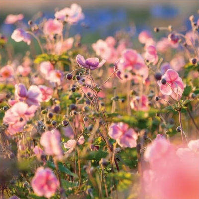 Anemones Blank Card