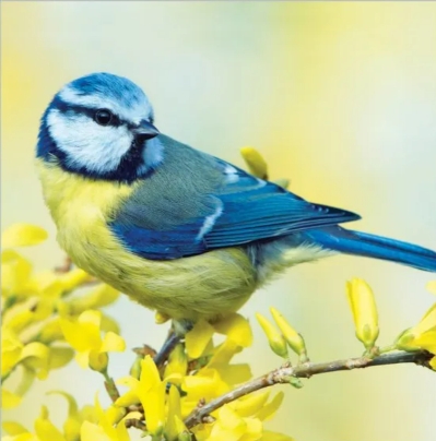 Blue Tit Blank Card