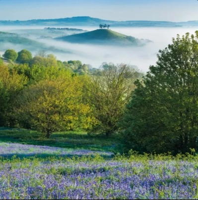 Bluebells At Sunrise Blank Card