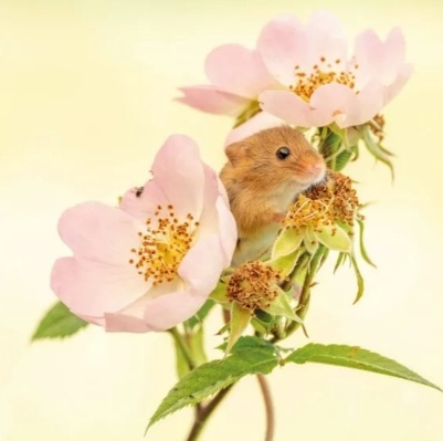 Harvest Mouse Blank Card