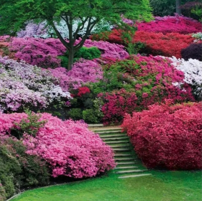 Rhododendrons and Azaleas Blank Card