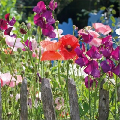 Sweet Pea & Poppies Blank Card